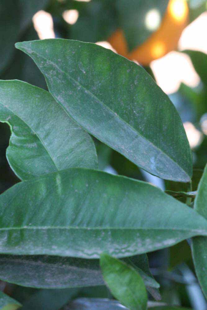            Shade leaves (Riverside, CA)   